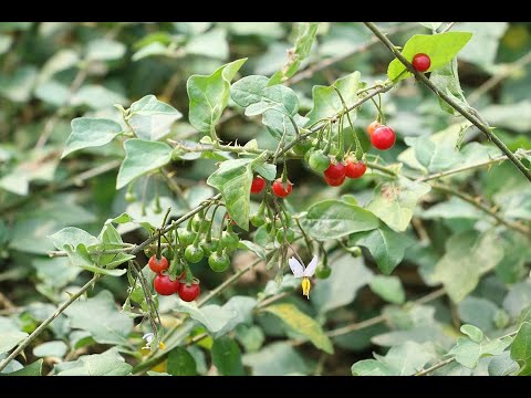 Cao cà gai leo yên thuỷ| pha chế cao cà gai leo