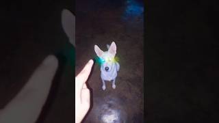 My Dog More Intelligent For Other Dogs 🐕 🔥 #dog #dogshorts #shorts