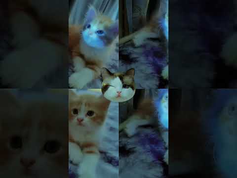 # cat#short