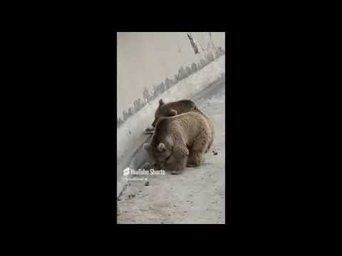 lahore zoo live