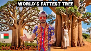 The BAOBAB Tree of MADAGASCAR 🇲🇬
