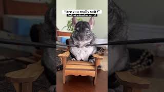 Henry wants to know your questions! #chinchilla #askmeanything #pets #faq #dance