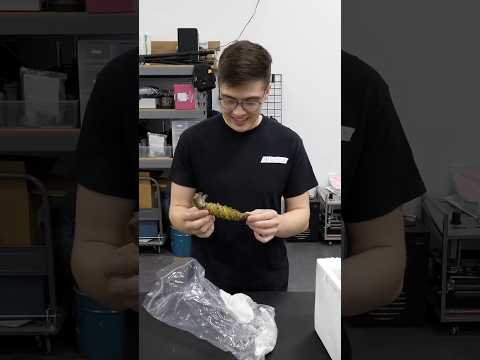 Making wasabi from scratch