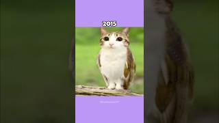 Where Are The Famous Cat Memes Now?🥺🕊️ (ThenVsNow) #shorts