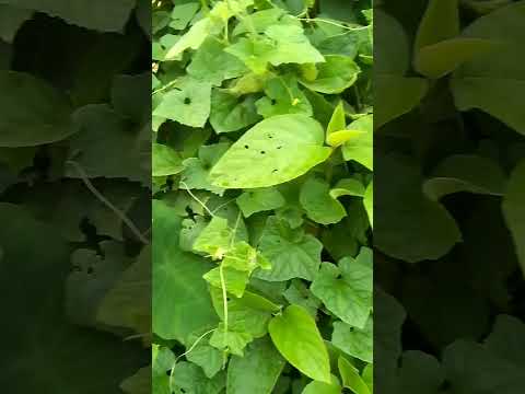 ঝিরি ঝিরি জল পরেছে #tiktokvideo #trending #trendingshorts #funny #2024 #tiktokvideo #bestlike7659