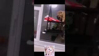 Vidéos d'animaux drôles 2022 😂 - Vidéos de chiens et de chats les plus drôles 😺😍 - Compilation