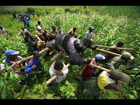 Amazing Animals That Are Nearly Extinct