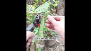 Tools for grafting branches #garden #gardening #gardentips #gardencare #gardentool #viral #foryou