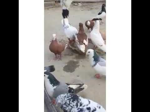 Pigeon Kabutar Black cheena - Pakistan - D I Khan