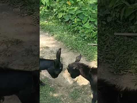 Goat Breed BLACK BENGAL #video #mere #viral #adventures