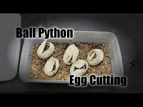 Ball Python Egg Cutting (Spotnose Clowns)