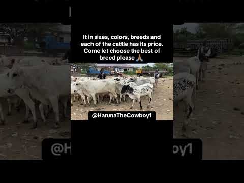 My number is +233207638207 #checkthebreed