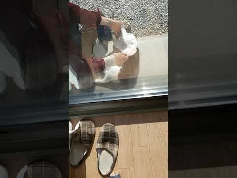 特別期間の毛づくろい