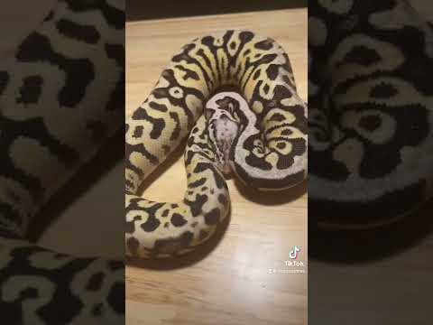 Firefly spotnose het clown fresh shed ❤️