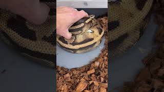 This 11 year old pied just laid 7 eggs! #ballpythonmorphs #piedballpython #royalconstrictordesigns