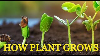 How Plants Grow | Plant Life Cycle Explained for Kids