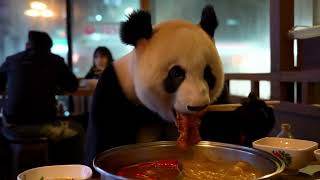 Hotpot Heaven: A Panda's Obsession with Sichuan Cuisine
