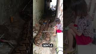 "Brave Girl and Her Giant Python | A Beautiful Friendship Beyond Fear" #PythonPet #BraveGirl #Animal