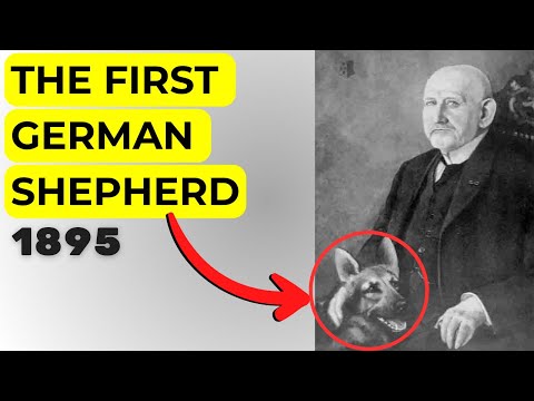 Max von Stephanitz: The Father of the German Shepherd Breed