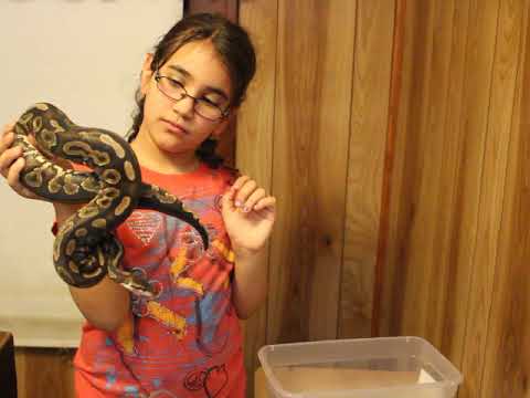 Naomi's Shows Off Her 7 Female Cinnamon Morph Ball Pythons!