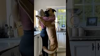 The love of woman and dog #cut #goldenretriever #dog #doglife #love #cutegirl #cute