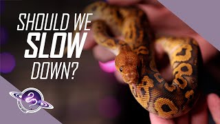 Pushing Too Fast | Breeding Ball Pythons | Multi-Recessive Projects