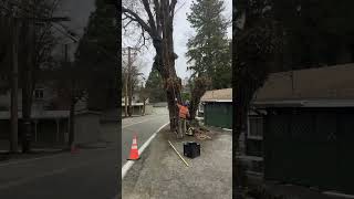 Topping an Oak pt.2 #arborist #treeclimber #letsgetit #alloftheabove #treeservice #california