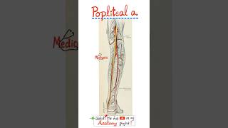 Popliteal Artery - Popliteal Fossa - Tibial & Fibular arteries - Anatomy of Lower Limbs...#anatomy