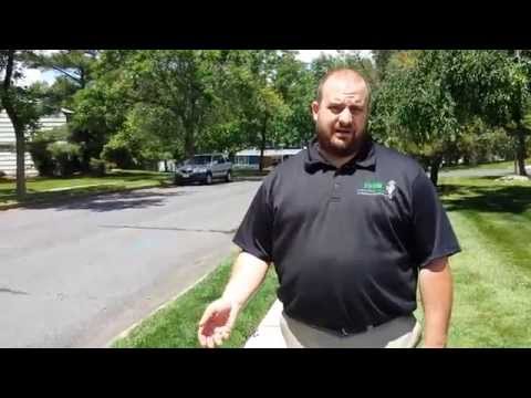 Recognizing lawn drought stress in East Brunswick, NJ.