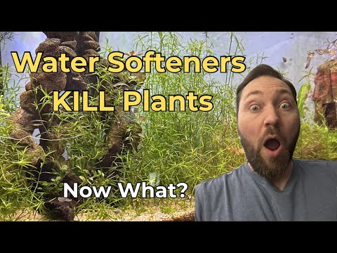 Are Water Softeners Bad For Planted Tanks? #plantedtank #aquarium 