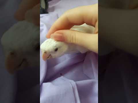 #птицы #милота #попугаи #корелла #cute #смешныепопугаиговорящие #cockatiel #parrot