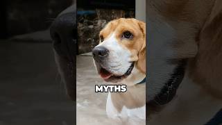 Myths about Beagles you should stop believing
