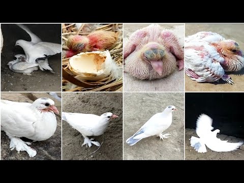 Pigeon new breeding video || pigeon baby growth video 30 day || A One Birds 🕊️