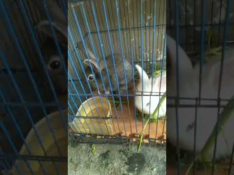 kenangan kelinci Abang rafka