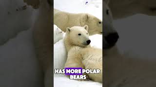 🐻‍❄️ The Polar Bear Capital of the World Is in Canada!