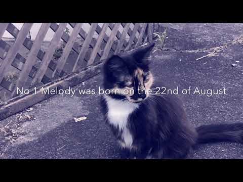 Five facts about Melody