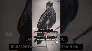 Khotta Sikka🪙 #explore #exploit #lyrics #powerfulstatus #status #viral #realboss #murder #1mviews#1m