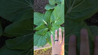 Quick turnaround time AND great in soups! 🍜🥬🥦 #gardening #bokchoy #fallsoups #fallgarden #vegetable