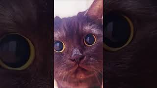 Laugh Till Your Stomach Hurts! The Funniest Situation Ever!