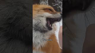 Fox core. 🦊🦊