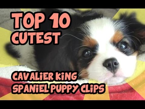 TOP 10 CUTEST CAVALIER KING CHARLES PUPPY VIDEOS