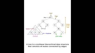 tree 🌲 DSA in python #coding #artificialintelligence