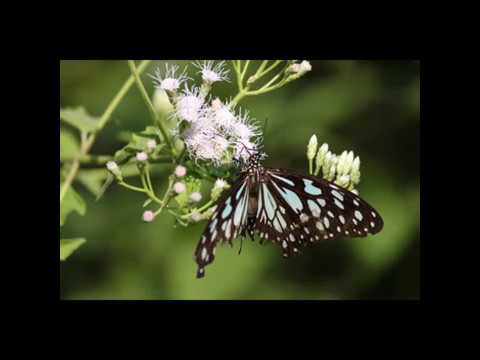 Canon eos 700d sample pictures (auto mode)