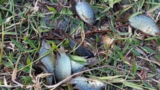 mancing anakan batok #mancingmania #mancingjaring #netfishing#fyp