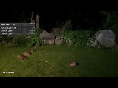 Feeding Raccoons In My Back Yard 8/20/2020