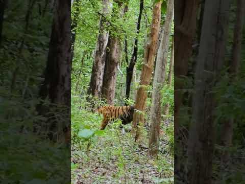 #wildlife#tiger#ytshorts#sorts