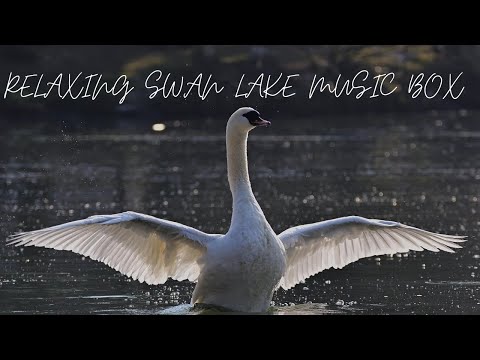 Relaxing Swan Lake Music Box - 1 Hour of Calm & Peaceful Music