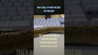 BP101 #ballpython  #bestpet #fyp #pets #petsnake #pythonregius #snakes