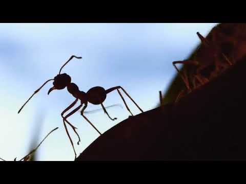 Why ants don't get stuck in traffic