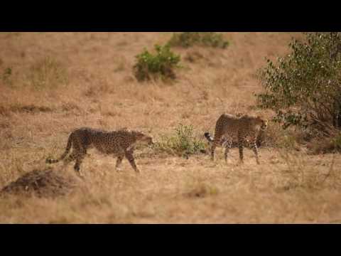 Musiara Family Cheetah - Maasai Mara 2016